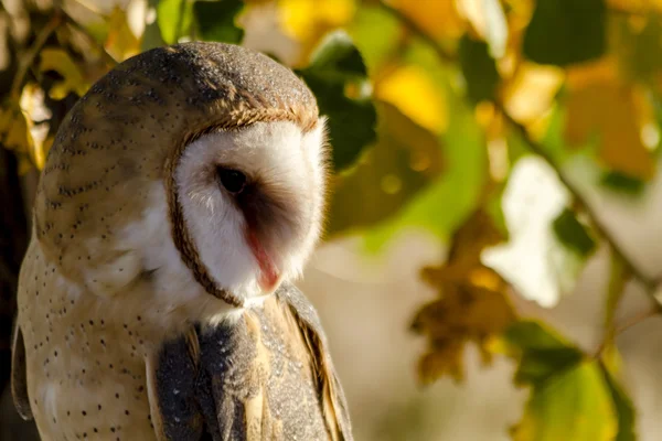 Common Barn Owl in Autumn Setting — Stock Photo, Image