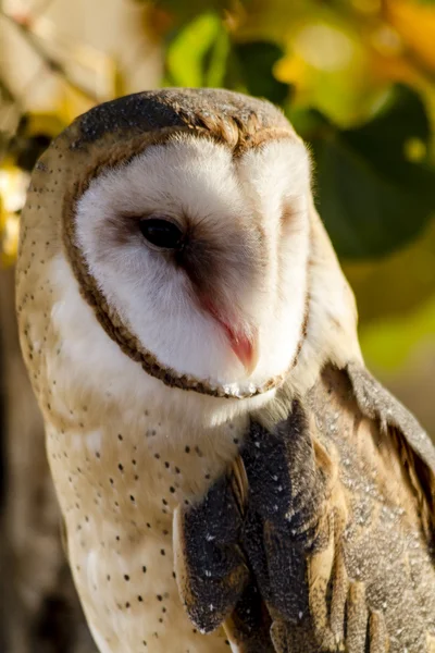 Common Barn Owl in Autumn Setting — Stock Photo, Image