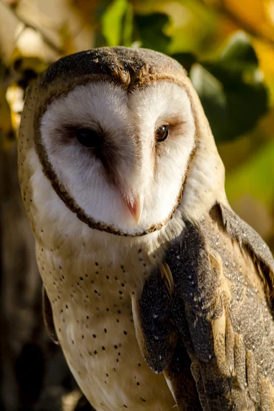 Common Barn Owl in Autumn Setting — Stock Photo, Image