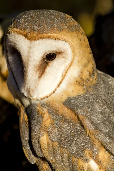 Gemeenschappelijke Barn Owl in herfst instelling — Stockfoto