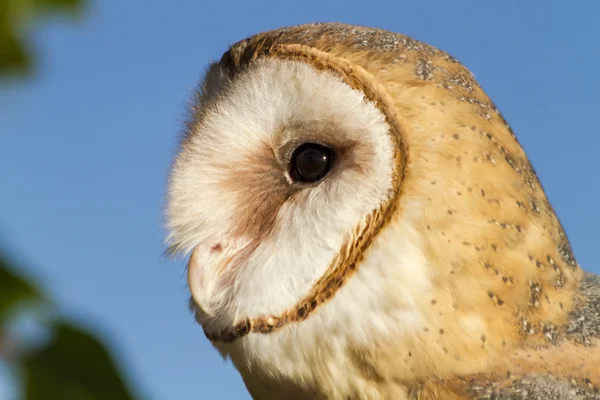 Common Barn Owl in Autumn Setting — Stock Photo, Image