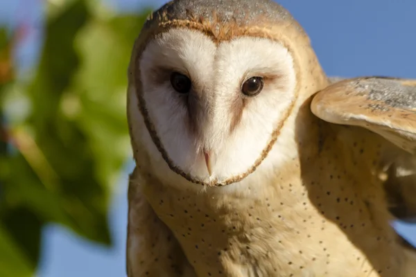 Common Barn Owl in Autumn Setting — Stock Photo, Image