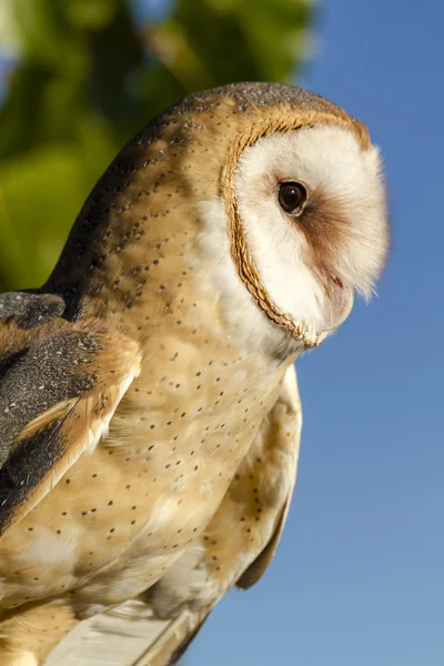 Common Barn Owl in Autumn Setting — Stock Photo, Image