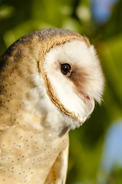 Common Barn Owl in Autumn Setting — Stock Photo, Image