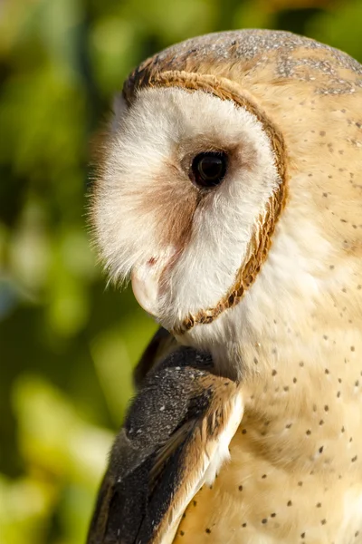 Common Barn Owl in Autumn Setting — Stock Photo, Image