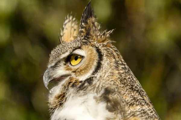 Gran búho de cuernos en el ajuste de otoño —  Fotos de Stock