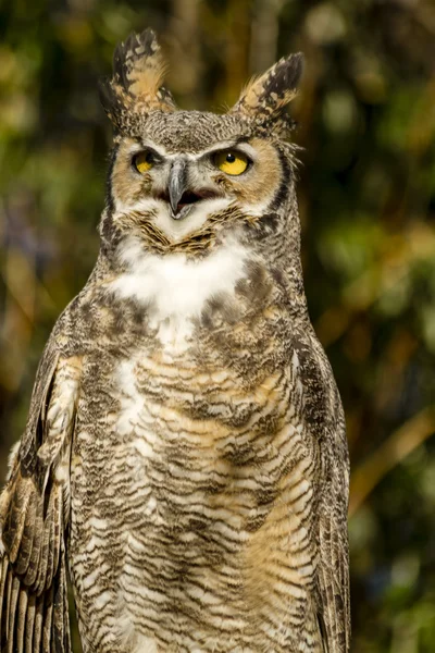 Great Horned Owl in Autumn Setting — Stock Photo, Image