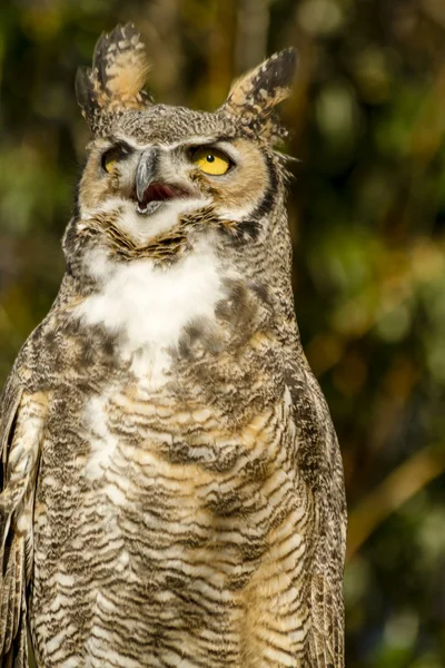 Great Horned Owl w jesień ustawienie — Zdjęcie stockowe