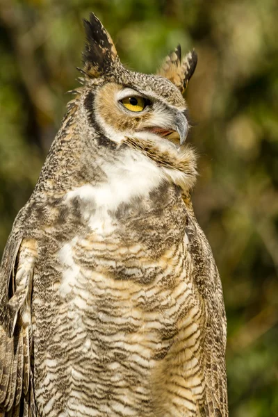Great Horned Owl in Autumn Setting — Stock Photo, Image