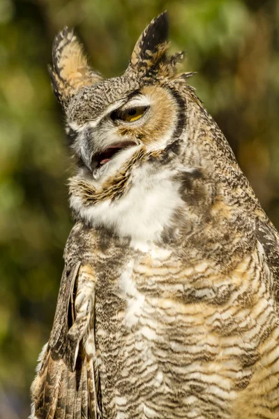 Great Horned Owl in Autumn Setting — Stock Photo, Image