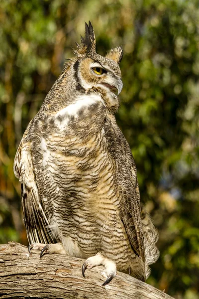 Gran búho de cuernos en el ajuste de otoño — Foto de Stock