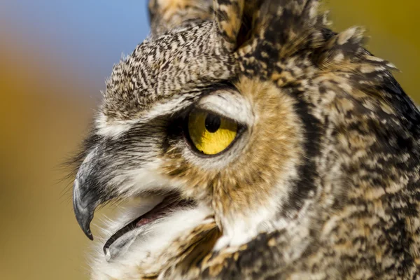 Great Horned Owl in herfst instelling — Stockfoto