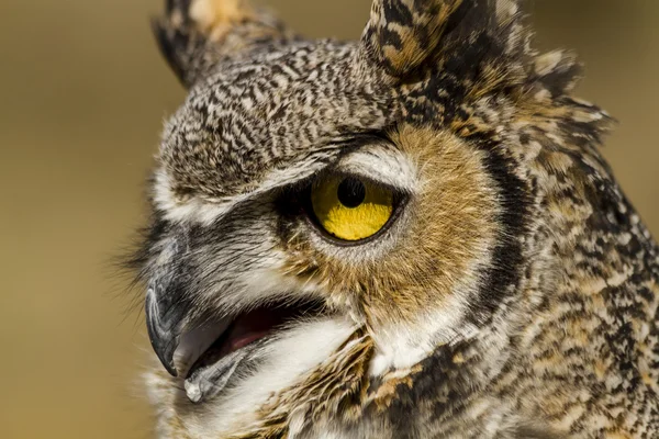 Great Horned Owl in herfst instelling — Stockfoto