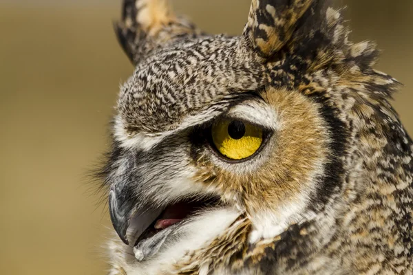 Great Horned Owl i höst miljö — Stockfoto
