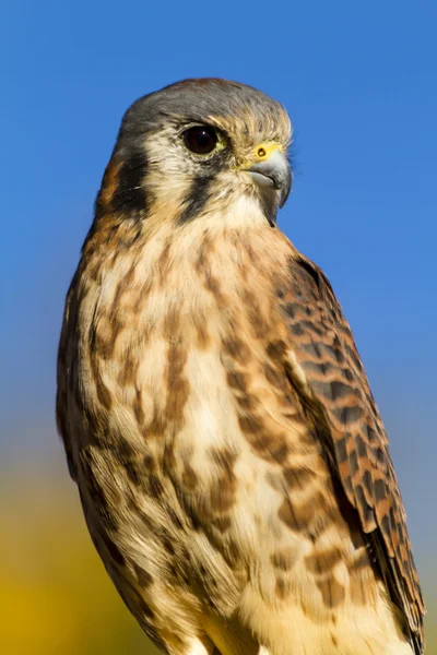 Poštolka pestrá Falcon podzim prostředí — Stock fotografie