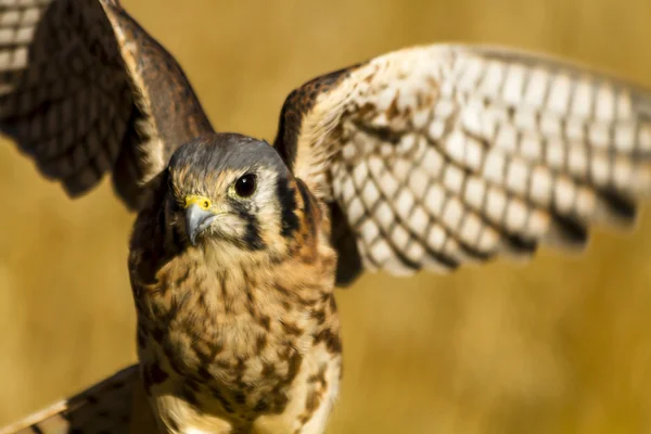 American Kestrel Falcon in Autumn Setting — Stock Photo, Image