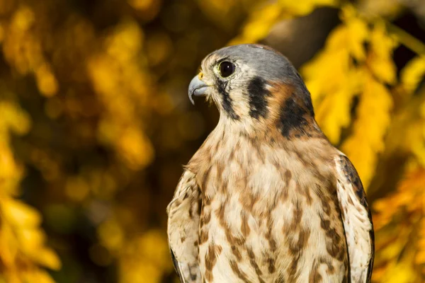 American Kestrel Falcon in Autumn Setting — Stock Photo, Image