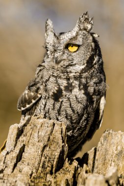 Sonbahar ortamda Batı Screech baykuş