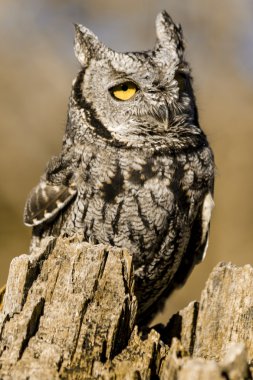 Sonbahar ortamda Batı Screech baykuş