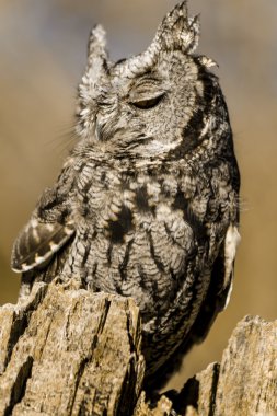 Sonbahar ortamda Batı Screech baykuş
