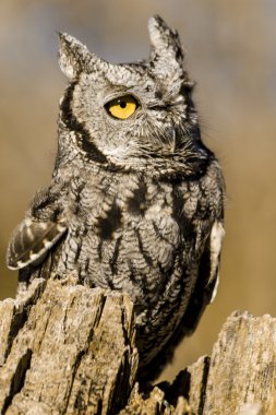 Sonbahar ortamda Batı Screech baykuş