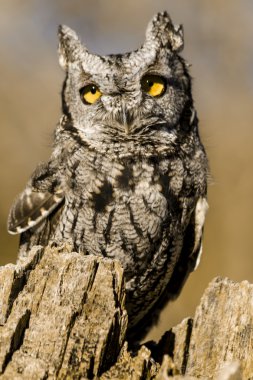 Sonbahar ortamda Batı Screech baykuş