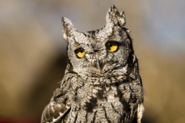 Sonbahar ortamda Batı Screech baykuş