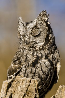 Sonbahar ortamda Batı Screech baykuş