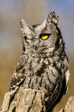 Sonbahar ortamda Batı Screech baykuş