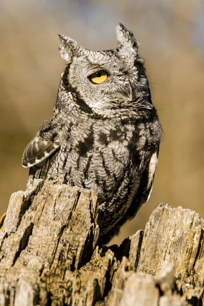 Westerse Screech Owl in herfst instelling — Stockfoto