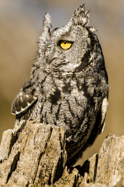 Western Screech Owl in Autumn Setting — Stock Photo, Image