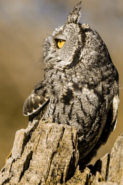 Western Screech Owl in Autumn Setting — Stock Photo, Image