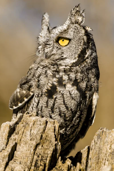Westerse Screech Owl in herfst instelling — Stockfoto