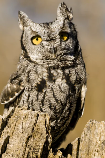 Westerse Screech Owl in herfst instelling — Stockfoto