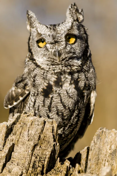 Western Screech Owl in Autumn Setting — Stock Photo, Image