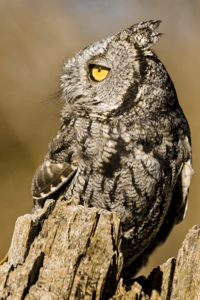 Western Screech Owl in Autumn Setting — Stock Photo, Image