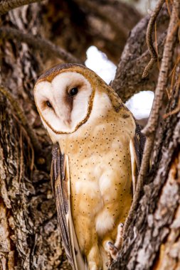 Kış ayarında ortak peçeli baykuş