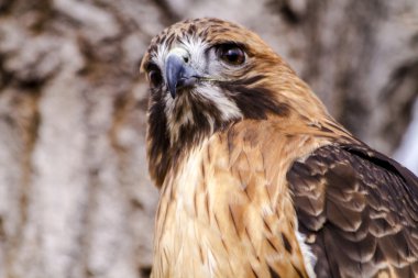 Kırmızı kuyruk Hawk kış ayarı