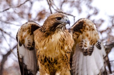 Kırmızı kuyruk Hawk kış ayarı