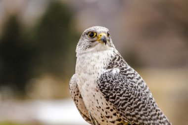 Silver Gerfalcon in WInter Setting clipart