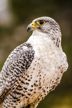 Silver Gerfalcon in WInter Setting clipart