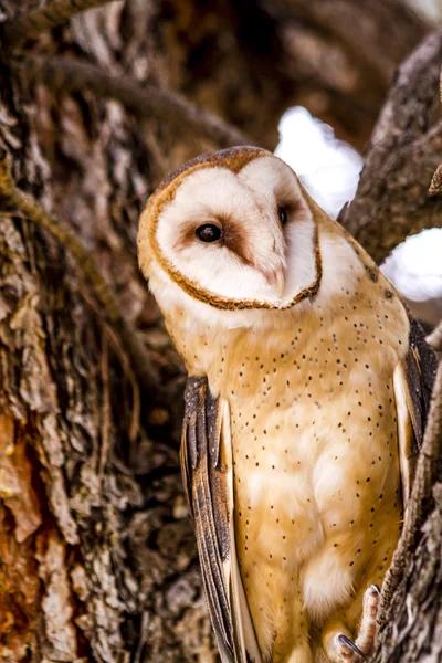 Common Barn Owl in Winter Setting — Stock Photo, Image