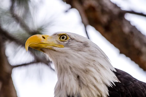 Águila calva americana en invierno —  Fotos de Stock