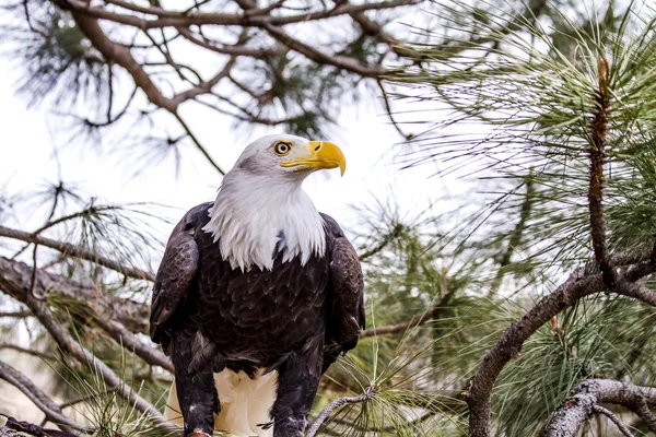 American Bald Eagle in Winter Setting — Stock Photo, Image