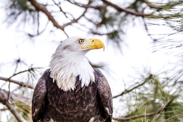 冬の設定でアメリカの白頭鷲 — ストック写真