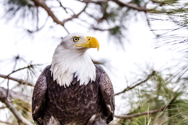 冬の設定でアメリカの白頭鷲 — ストック写真