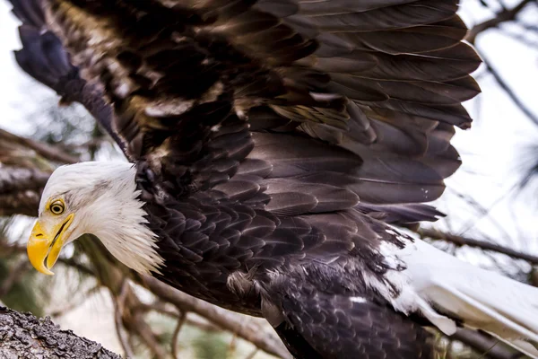 Американський білоголовий орлан в зимових умовах — стокове фото