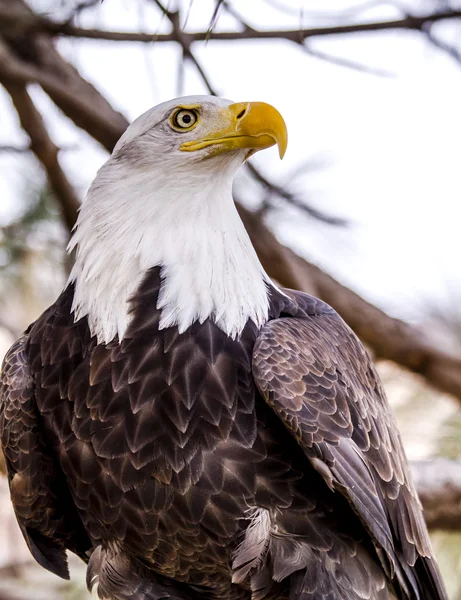 American Bald Eagle in Winter Setting — Stock Photo, Image