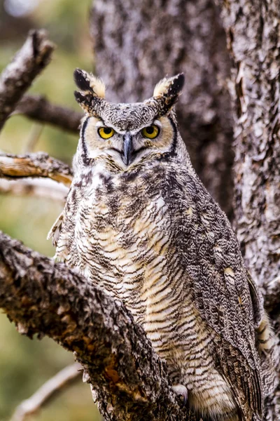 Great Horned Owl in Winter Setting — Stock Photo, Image