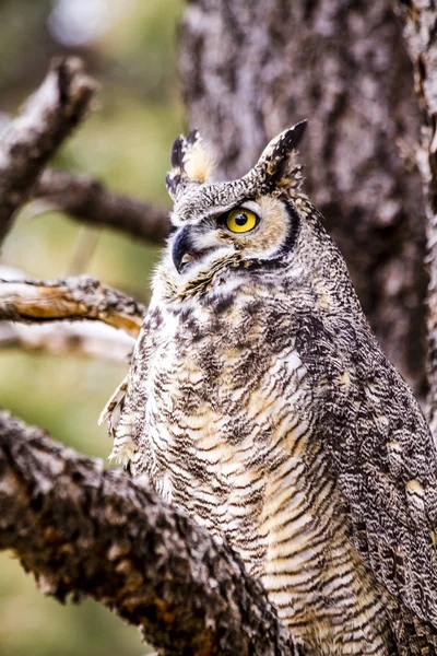 Great Horned Owl in Winter Setting — Stock Photo, Image